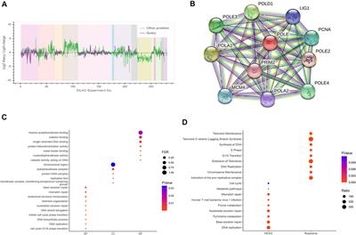Protumorigenic Role of Elevated Levels of DNA Polymerase Epsilon Predicts an Immune-Suppressive Microenvironment in Clear Cell Renal Cell Carcinoma